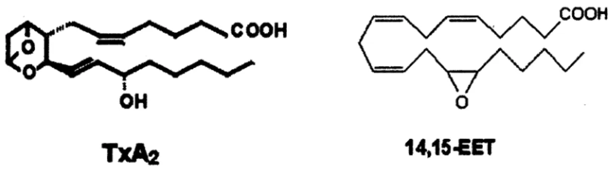 Figure 7  : Comparaison  de structure du Thromboxane  A 2  à  celle du 14,15-EET  (modifié de 