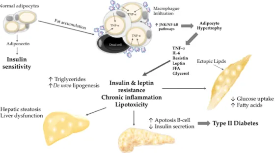 Figure 3 – Développement de l’insulino-résistance chez le sujet obèse  58