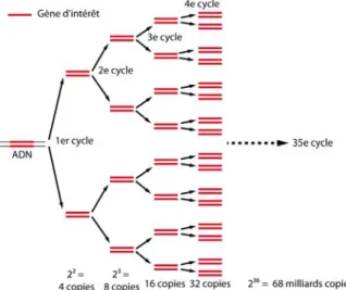 Figure 4. Amplification exponentielle de l’ADN par PCR 