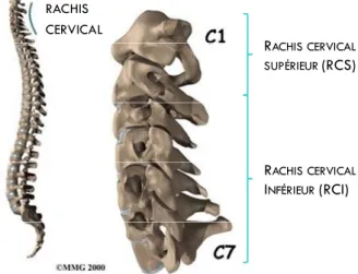 FIGURE  2 .   Schéma du rachis cervical dans la colonne cervicale en vue sagittale (images adaptées de  ©MMG 2000) 