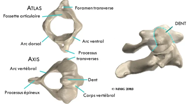 FIGURE  3 .   Schéma des deux premières vertèbres cervicales en vue axiale supérieure et sagittale  (©MMG 2000) 