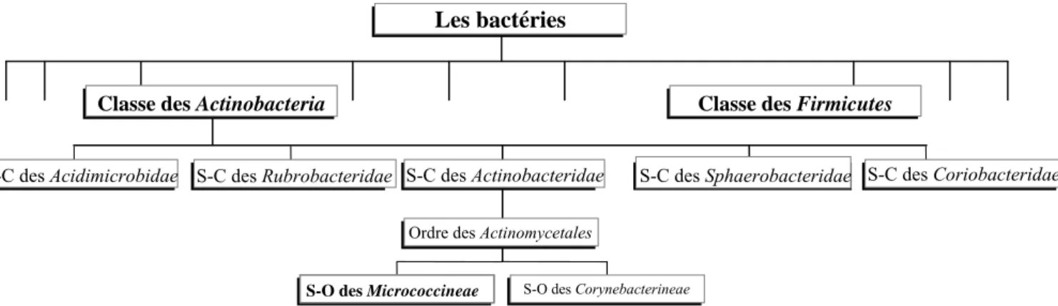 Figure I.2 : classification des bactéries corynéformes au sein de la classe Actinobacteria,  basée sur l’analyse phylogénétique des séquences d’ADNr/ARNr 16S (adaptée de  (Stackebrandt et al., 1997))