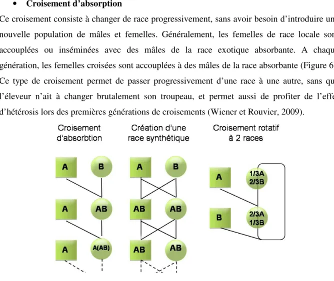 Figure 6 :  Différents types de croisements (d’après E.Verrier, 2005) 