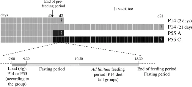 Figure 1  XXVIII †: sacrifice                       †                                     P14 (2 days)                                                         †    P14 (21 days)                    †                                        P55 A             