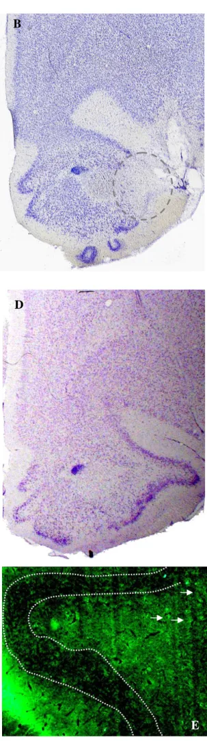 Figure 3  XXVI B A D C E 