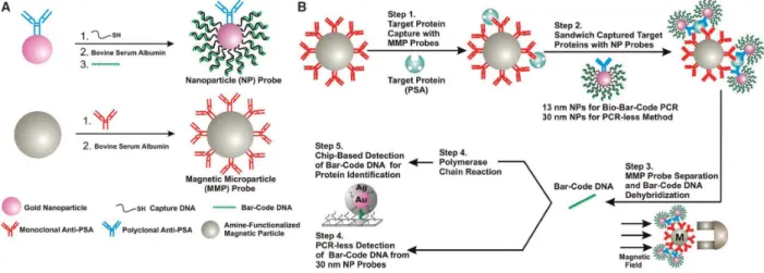 Figure 2.23 – Principe du test du code barre biologique avec l’étape de PCR [43].