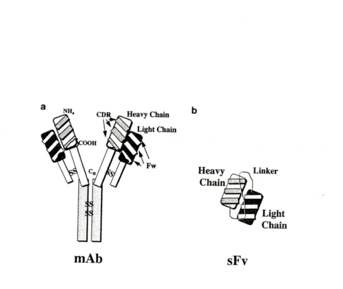 Figure 3. Structure of a monoclonal antibody and the single-chain antibody derived  from it