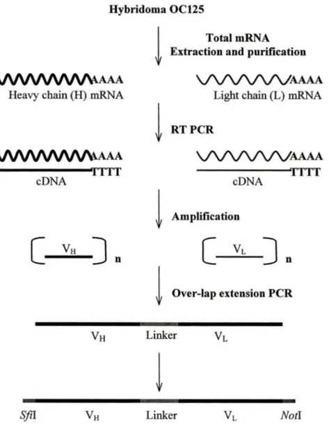 Figure 4.  Derivation of ScFv constructs:  The murine hybridoma cell line OC125  was 