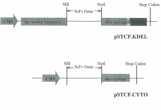 Figure 6. pSTCF.KDEL eukaryotic vector expressing ScFv genes.  Expression of the  ScFv protein is driven by the CMV promoter