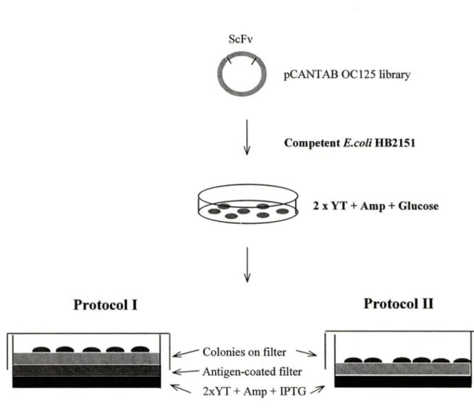 Figure 7.  ScFv  library screening  using  Colony-lift  assay.  ScFv  cDNA  library  was  transformed into competent E.coli HB2151  and grown on 2xYT-AG plate