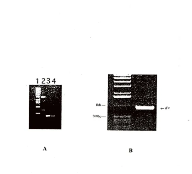 Figure 8.  Validation of amplified Vfü Vfa and  assembled ScFv.  About 1  pg  of DNA  was  loaded  on  0.8%  agarose  gel,  alongside  a  DNA  marker