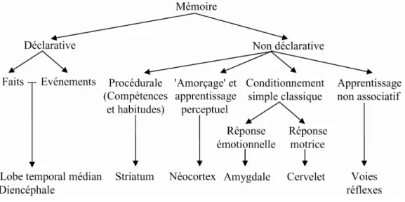 Figure 1 : organisation des différentes mémoires chez l’homme, en fonction des structures cérébrales  (adapté de Squire 2004)