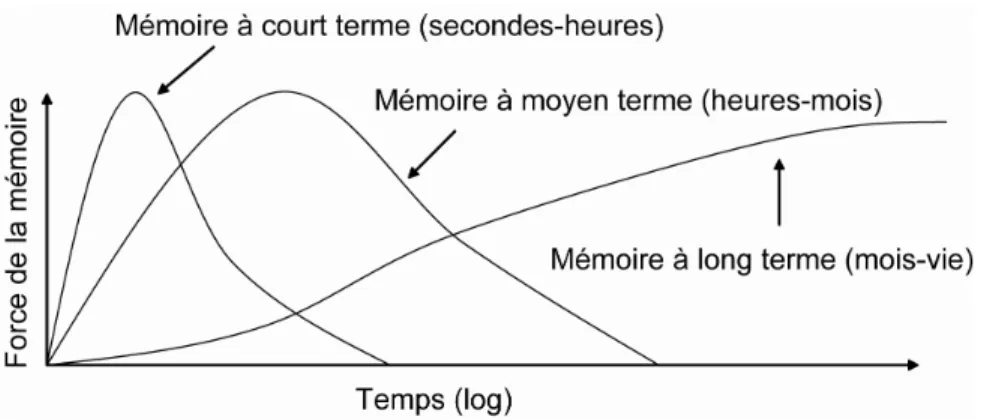 Figure 2 : Prééminence des différentes mémoires (court, moyen et long terme), selon la durée pendant  laquelle le souvenir sera conservé (adapté de McGaugh 2000)