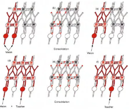 Figure 4 : Organisation de la mémoire en assemblées de neurones (d’après Fuster 1997) à partir des  stimuli sensoriels