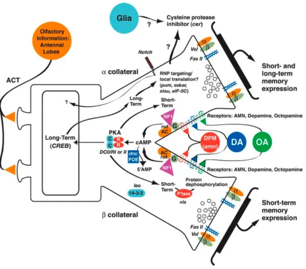 Figure 10 : Modèle cellulaire et moléculaire de formation de la mémoire olfactive chez la  drosophile 