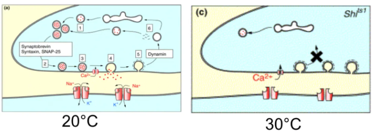 Figure 4 : L’expression de la protéine thermosensible Shi ts  permet de contrôler l’activité ds neurones