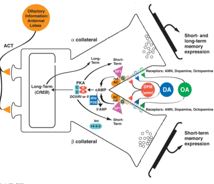 Figure 14 : Schéma de la voie AMPC/PKA dans les cellules de Kenyon 