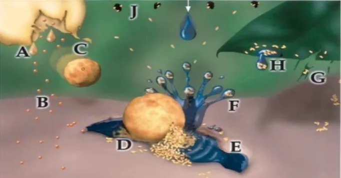 Figure  8 :  Mécanismes  potentiels  de  la  dispersion  des  allergènes  polliniques :  libération  directe  de  liquide du tapetum (A), orbicules (B), fragments (C) issus de la rupture des anthères ; relargage des  allergènes  cytoplasmiques  libres  (D)
