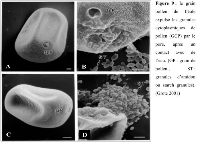 Figure  9 :  le  grain  pollen  de  fléole  expulse  les  granules  cytoplasmiques  de  pollen  (GCP)  par  le  pore,  après  un  contact  avec  de  l’eau