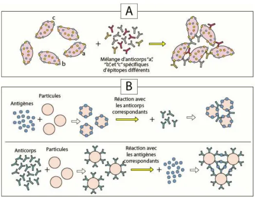 Figure 8. A) Principe de l’hemagglutination et B) de l’agglutination de billes de latex
