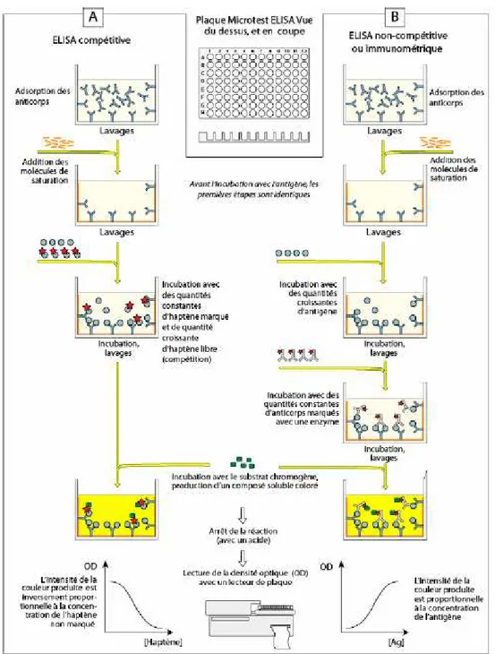 Figure 9. Séquence analytique des techniques ELISA pour le format compétitif (A) et non  compétitif (B)