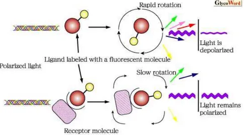 Figure 36. Schéma explicatif de la polarisation de fluorescence appliquée aux immunoessais. Extrait de www.glycoforum.jp