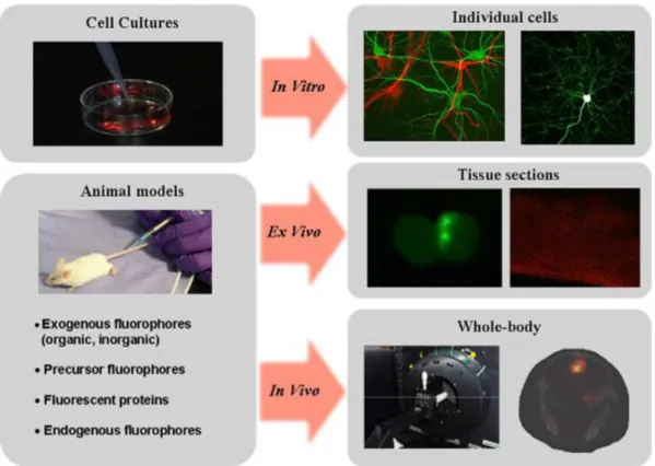 Figure I.6 – Illustration of the diﬀerent types of samples compatible with ﬂuo- ﬂuo-rescence imaging relating to brain imaging [26].