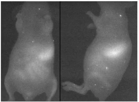 Figure I.12 – Whole-body autoﬂuorescence signal of a normal mouse obtained using a preoperative probe with an excitation at 785 nm [37].