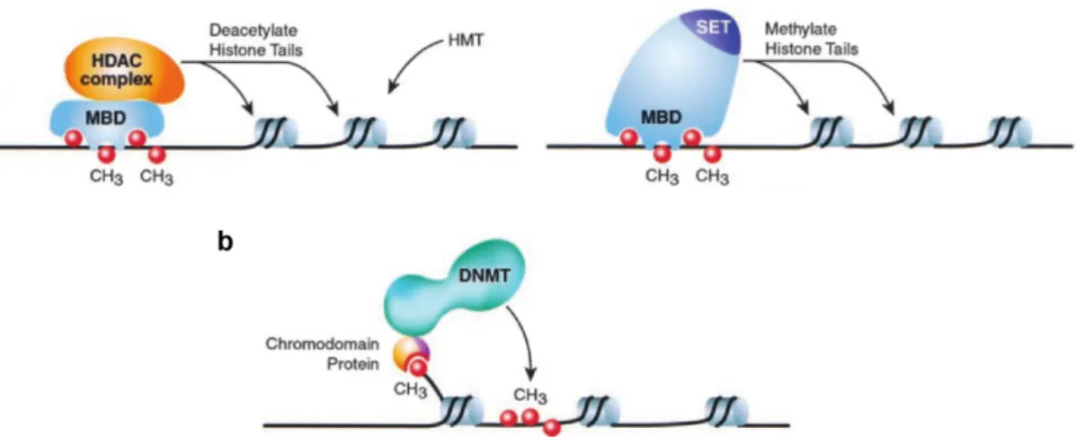 Figure 1.3.2: Interplay between DNA methylation and histone modifica- modifica-tions.
