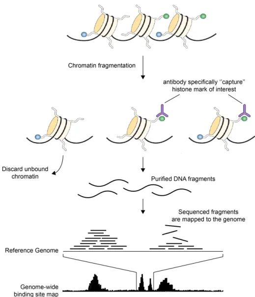 Figure 1.4.1: Genome-wide mapping of histone modifications by Chro- Chro-matin ImmunoPrecipitation followed by sequencing  (ChIP-seq).