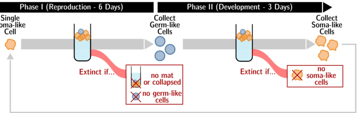 Figure 4.4: Experimental collective-selection regime. Each lineage of the population goes repetitively through two successive selection steps