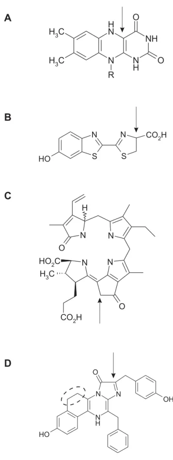 Figure 1.2. Structure des luciférines A. Flavine mononucléotide réduite (bactérie) B. “F
