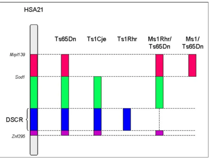 Figure 6 : Comparaison des différents modèles murins de la Trisomie 21Figure 6 : Comparaison des différents modèles murins de la Trisomie 21