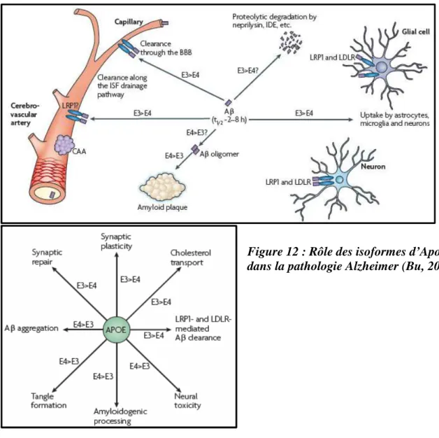 Figure 12 : Rôle des isoformes d’ApoE  dans la pathologie Alzheimer (Bu, 2009) 