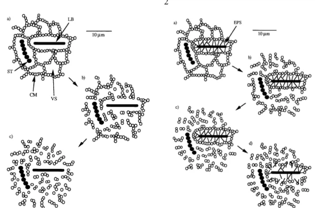 Figure 5 : Diagramme schématique montrant le mécanisme de dégradation de la structure du 