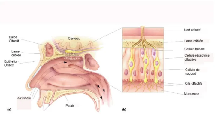 Figure 7 : Représentation schématique de la muqueuse olfactive. Localisation (a) et structure 