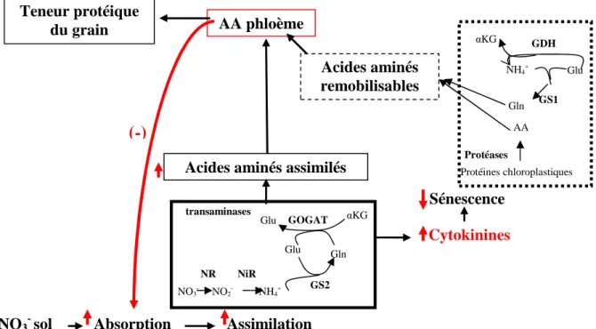 Figure  5A:  Hypothèse  sur  la  régulation  de  la  relation  entre  l’absorption  et  la  remobilisation  d’N  en  conditions de satiété (d’après Barneix, 2007) 