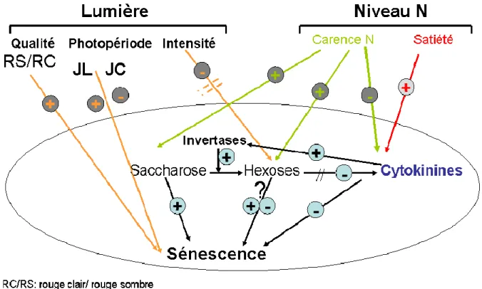 Figure 8: Régulation de la sénescence à l’échelle foliaire: action et interaction des facteurs 