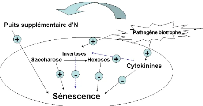 Figure 12: Régulation de la sénescence foliaire dans le cas d’un pathogène biotrophe 