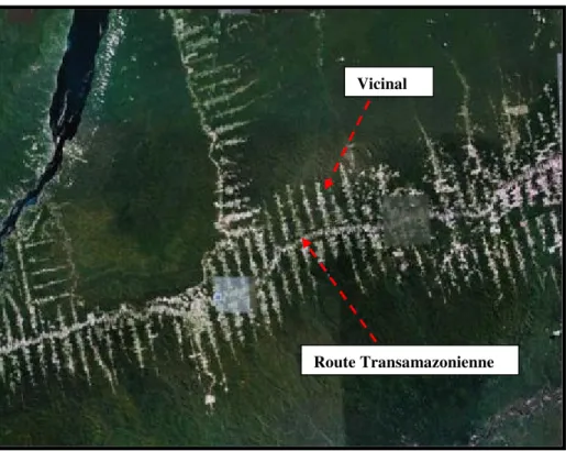 Figure 12 :  Partie  de  la  route  Transamazonienne  en  forme  « arêtes  de  poisson »  Source  :  Google earth/2010.