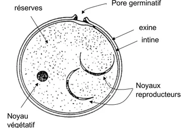 Figure I-1. Structure du grain de pollen entouré de deux parois, la paroi interne, ou intine, et la paroi externe, ou