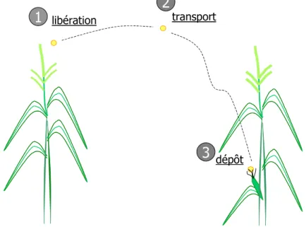 Figure I-8. Mécanismes de transfert de pollen dans l'atmosphère: libération des panicules, transport dans