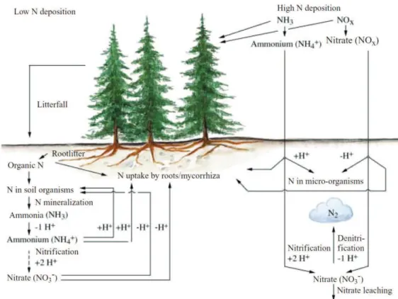 Figure 1-4  Effets du cycle de l’azote sur l’acidification du sol pour des niveaux bas et élevés 