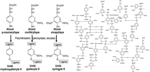 Figure I-18 Figure à gauche : représentation chimique des alcools p-coumarylique, coniférylique et sinapylique