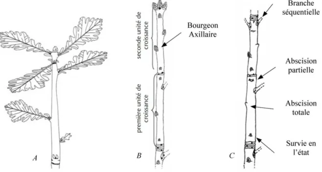 Figure 1 : Devenir des bourgeons axillaires l’année suivant leur mise en place. Suivi d’une PA : A, au  début de la saison de végétation, mise en place d’une première UC