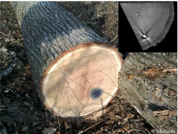 Figure 6 : Marque laissée dans le bois par de la mitraille (disque bleu-noir en bas à droite de la grume)  et  son  observation  par  tomographie  à  rayon  X  (Cf