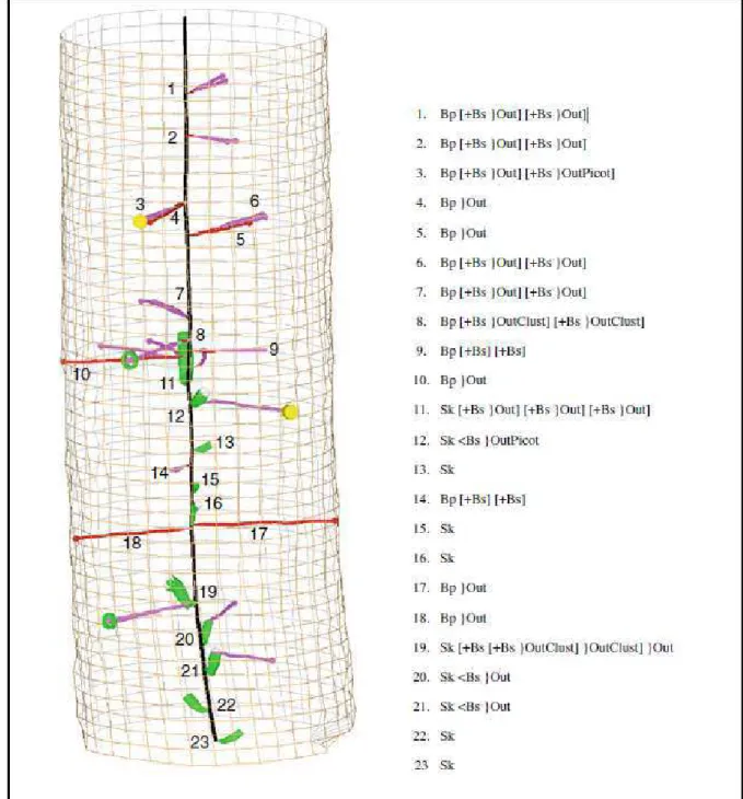 Fig.  4  3D  view  of  the  rameal  network  of  tree  A  (tree  #31  of  scenario  N70)  on  the  left  and  encoding  sequences on the right