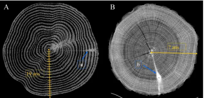 Figure  9 :  Datation  des  gourmands  par  observation  des  cernes  A/  chez  le  chêne  rouge  (Quercus  rubra) où il est possible d’observer les cernes et de déterminer que le gourmand (a) s’est développé  quand  l’arbre  était  âgé  de  15  ans