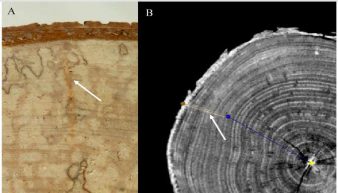 Figure 10: Bourgeons adventifs chez le bouleau (Betula pendula) et repérage par tomographie RX