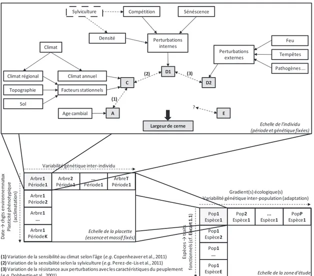 Figure 1.1 : Contexte général de l'étude et présentation des différents facteurs de la variabilité  de la largeur de cerne